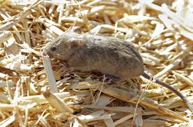 Scratching in ceiling at night. Disastrous Plague Of Voracious Mice Ravages Australia Daily Sabah