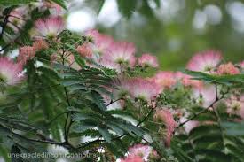 For example, in washington d.c. Now Blooming In My Corner Of North Georgia Mimosa Magnolia Unexpected In Common Hours