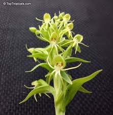 Image result for Habenaria arenaria
