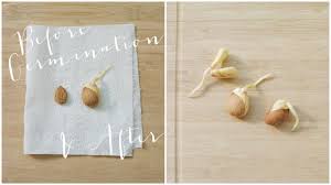 Check spelling or type a new query. Pin By Dream State On Dream State Shop Apricot Tree Apricot Seeds Apricot Fruit