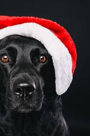 Juli X Mas Pfotentick Hundeblog Hund Weihnachten Weihnachtshund Weihnachten Tiere