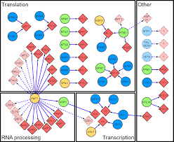 Image result for network yeast