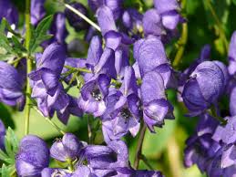 Homeopathy Xvii Aconite Belladonna Paracelsus Magazin