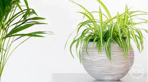 Hay algunas plantas de interior que tienen flores y son ideales para sumar alegría y calidez a los ambientes. Plantas Perfectas Para Decoracion De Interiores