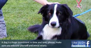 Looking for a puppy or dog in ohio? National English Shepherd Rescue English Shepherd Dog Rescue Group