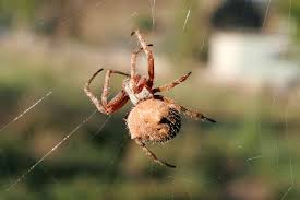 Contamination of venom samples with spider silk or human sources should also be avoided through the use of sterile. Juice In The Lemon Will Keep Your Skin From Continued Itching Venommarket Snak Venom Spider Venom Bee Venom Scorpion