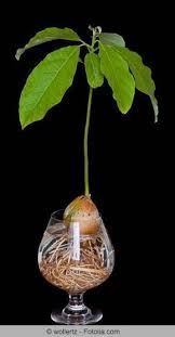 Avocado Avocadobaum Zuchten Pflanzen Und Pflege Gartendialog De Avocado Zuchten Avocado Baum Avocadobaum