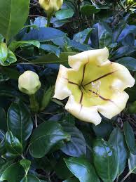 Encuentra flor copa de oro en mercadolibre.com.mx! Copa De Oro Solandra Maxima Naturalista