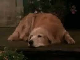 Das drehbuch basiert auf dem roman the incredible journey von sheila burnford. Zuruck Nach Hause Die Unglaubliche Reise Youtube