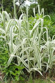 Image result for Arundo