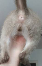 Geschlechtsbestimmung Bei 3 Kitten M Oder W Katzen Geschlecht