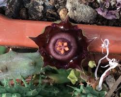 Image result for Duvalia polita