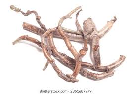 Image result for root-tail