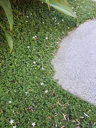 The suburban romance with groomed grass turf is over. How To Choose The Right Lawn Alternatives Deep Green Permaculture
