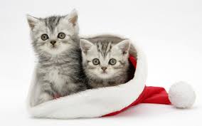 Images Chats Et Chatons Fond D Ecran Chat Chats De Noel Toilettage Chat