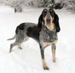 Image result for malý modrý gaskoňský honič