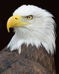 Sam Bald Eagle Bald Eagle Eagle Pictures Eagle