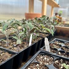 Image result for tomato seedling damping off