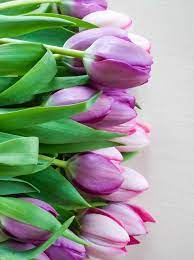 Currently Crushing On How Sweet It Is Bunga Tulip Bunga Tulip