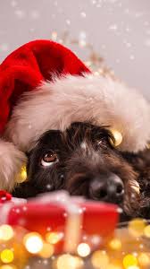 Wallpaper Christmas New Year Snow Dog Cute Animals 4k Holidays 16834