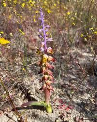 Image result for Queenslandiella