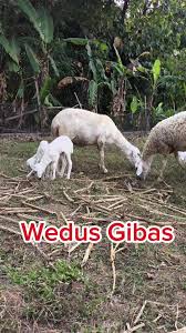 Image result for Alvesia