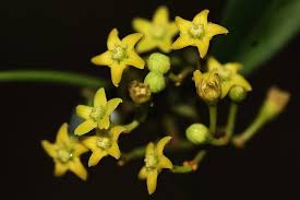 Image result for Secamone