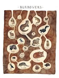 Burrowing Animals Field Guide Classification Chart Watercolor Art Print On Etsy 30 00 Nature Art Prints Nature Wall Art Watercolor Art Prints