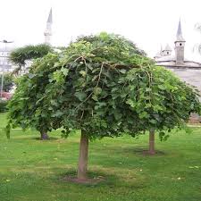 Weeping White Mulberry Outdoor Garden Plants Green Thumb