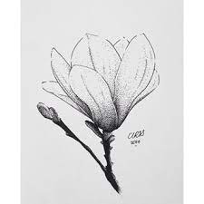 Magnolia Flower Illustration Google Search Illyustracii Rastenij Risunki Magnoliya