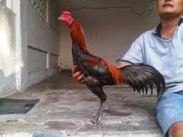 Mengenal ayam saigon ayam petarung asli datang dari negara. Lima Teknik Terbaik Ayam Vietnam Saat Bertarung Berita Jadwal Sabung Ayam Online S1288 Sv388 Sm558