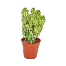 Image result for Opuntia monacantha