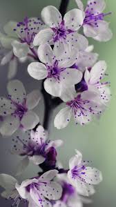 Check spelling or type a new query. Purple White Flowers Wallpapers Top Free Purple White Flowers Backgrounds Wallpaperaccess