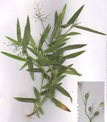 Image result for Dichapetalum edule