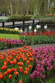 Swans And Tulips Beautiful Gardens Beautiful Flowers Beautiful Nature