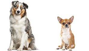 Check spelling or type a new query. 7 Things To Know About Chihuahua Australian Shepherd Mix Zooawesome