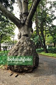 Image result for Ceiba speciosa
