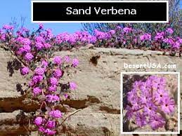 The yellow, purple, and red showy flowers help to give color in barren, arid landscapes. Blue And Purple Desert Wildflowers Desertusa