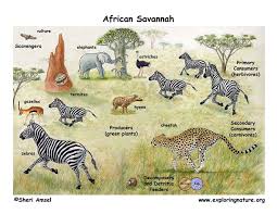 African Veldt And Savanna
