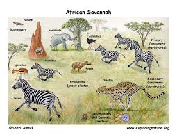 african veldt and savanna