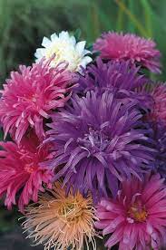 Gorgeous Flowers Garden Love Beautiful Flowers Flower Garden Amazing Flowers
