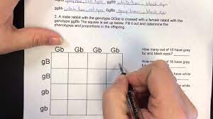 Transcribed image text from this question. Dihybrid Hd Youtube