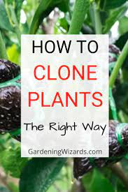 How To Clone Plants The Easy Way Moss Plant Perfect Plants Plants