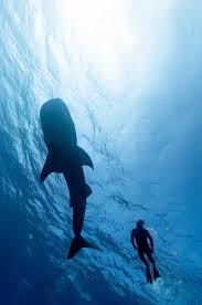 Swimming with Whale Sharks