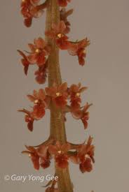 Image result for Oberonia