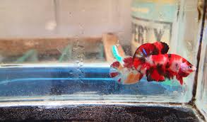 Jenis ikan cupang plakat fancy. Cupang Gunung Red Koi Galaxy Size M Umur 3 Month Form Facebook