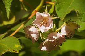 Image result for Dombeya burgessiae