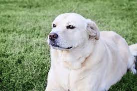 The Lowdown On The Lab Chow Mix What You Need To Know K9 Web