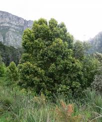 Image result for Priva curtisiae