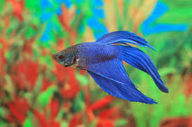 Betta Fish And Mirrors Exercise Entertainment And More Betta Source